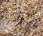 2014 04 27 WestwoodHills 025